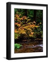 Vine Maple leaves (Acer circinatum) along Salt Creek, Willamette National Forest, Lane County, O...-null-Framed Photographic Print