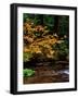 Vine Maple leaves (Acer circinatum) along Salt Creek, Willamette National Forest, Lane County, O...-null-Framed Photographic Print