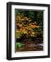 Vine Maple leaves (Acer circinatum) along Salt Creek, Willamette National Forest, Lane County, O...-null-Framed Photographic Print