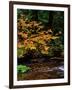 Vine Maple leaves (Acer circinatum) along Salt Creek, Willamette National Forest, Lane County, O...-null-Framed Photographic Print