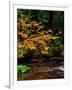 Vine Maple leaves (Acer circinatum) along Salt Creek, Willamette National Forest, Lane County, O...-null-Framed Photographic Print