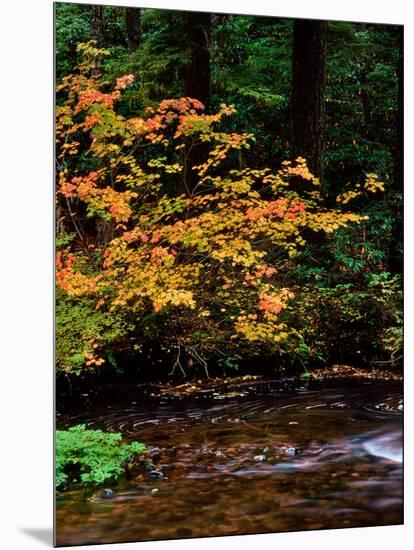 Vine Maple leaves (Acer circinatum) along Salt Creek, Willamette National Forest, Lane County, O...-null-Mounted Photographic Print