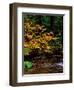 Vine Maple leaves (Acer circinatum) along Salt Creek, Willamette National Forest, Lane County, O...-null-Framed Premium Photographic Print
