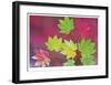 Vine Maple Leaves-Donald Paulson-Framed Giclee Print