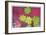 Vine Maple Leaves-Donald Paulson-Framed Giclee Print