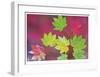 Vine Maple Leaves-Donald Paulson-Framed Giclee Print