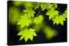 Vine Maple Leaves-Darrell Gulin-Stretched Canvas