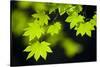 Vine Maple Leaves-Darrell Gulin-Stretched Canvas