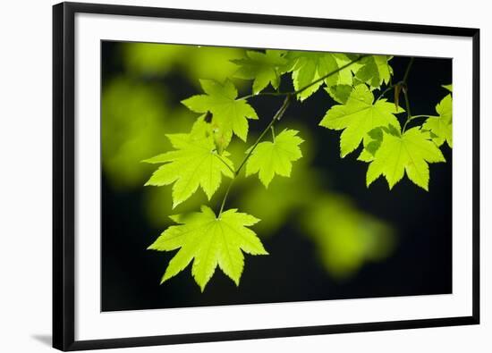 Vine Maple Leaves-Darrell Gulin-Framed Photographic Print