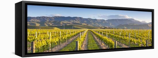 Vine Rows and Dramatic Landscape Illuminated-Doug Pearson-Framed Stretched Canvas