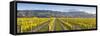 Vine Rows and Dramatic Landscape Illuminated-Doug Pearson-Framed Stretched Canvas