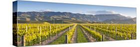 Vine Rows and Dramatic Landscape Illuminated-Doug Pearson-Stretched Canvas