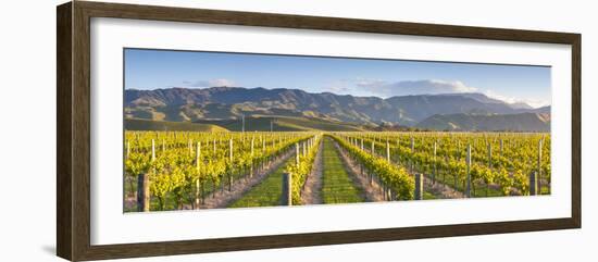 Vine Rows and Dramatic Landscape Illuminated-Doug Pearson-Framed Photographic Print