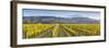 Vine Rows and Dramatic Landscape Illuminated-Doug Pearson-Framed Photographic Print