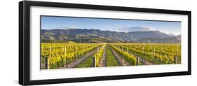 Vine Rows and Dramatic Landscape Illuminated-Doug Pearson-Framed Photographic Print