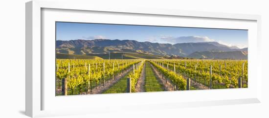 Vine Rows and Dramatic Landscape Illuminated-Doug Pearson-Framed Photographic Print