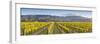 Vine Rows and Dramatic Landscape Illuminated-Doug Pearson-Framed Photographic Print