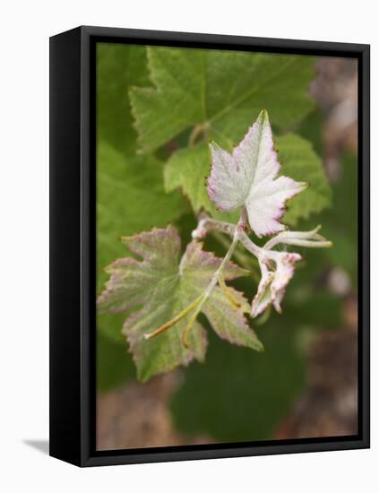 Vine Shoot on Pinot Meunier, Champagne, Marne, Ardennes, France-Per Karlsson-Framed Stretched Canvas