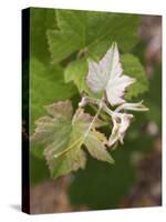 Vine Shoot on Pinot Meunier, Champagne, Marne, Ardennes, France-Per Karlsson-Stretched Canvas