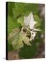 Vine Shoot on Pinot Meunier, Champagne, Marne, Ardennes, France-Per Karlsson-Stretched Canvas