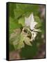 Vine Shoot on Pinot Meunier, Champagne, Marne, Ardennes, France-Per Karlsson-Framed Stretched Canvas