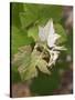 Vine Shoot on Pinot Meunier, Champagne, Marne, Ardennes, France-Per Karlsson-Stretched Canvas