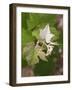 Vine Shoot on Pinot Meunier, Champagne, Marne, Ardennes, France-Per Karlsson-Framed Photographic Print