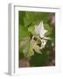 Vine Shoot on Pinot Meunier, Champagne, Marne, Ardennes, France-Per Karlsson-Framed Photographic Print