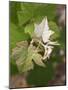 Vine Shoot on Pinot Meunier, Champagne, Marne, Ardennes, France-Per Karlsson-Mounted Photographic Print