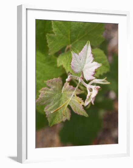 Vine Shoot on Pinot Meunier, Champagne, Marne, Ardennes, France-Per Karlsson-Framed Photographic Print