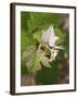 Vine Shoot on Pinot Meunier, Champagne, Marne, Ardennes, France-Per Karlsson-Framed Photographic Print