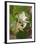 Vine Shoot on Pinot Meunier, Champagne, Marne, Ardennes, France-Per Karlsson-Framed Photographic Print