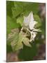 Vine Shoot on Pinot Meunier, Champagne, Marne, Ardennes, France-Per Karlsson-Mounted Photographic Print