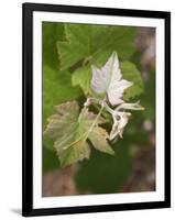 Vine Shoot on Pinot Meunier, Champagne, Marne, Ardennes, France-Per Karlsson-Framed Photographic Print