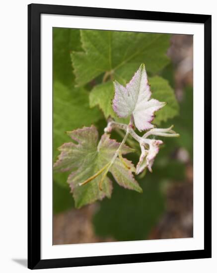 Vine Shoot on Pinot Meunier, Champagne, Marne, Ardennes, France-Per Karlsson-Framed Photographic Print