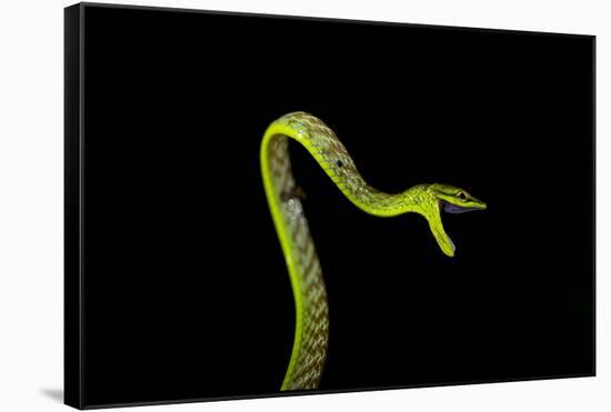 Vine Snake, Mashpi Lodge, Reserva Mashpi Amagusa, Pichincha, Ecuador, South America-Ben Pipe-Framed Stretched Canvas