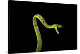 Vine Snake, Mashpi Lodge, Reserva Mashpi Amagusa, Pichincha, Ecuador, South America-Ben Pipe-Stretched Canvas