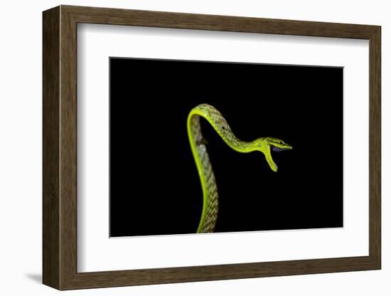 Vine Snake, Mashpi Lodge, Reserva Mashpi Amagusa, Pichincha, Ecuador, South America-Ben Pipe-Framed Photographic Print