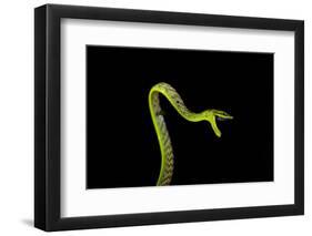 Vine Snake, Mashpi Lodge, Reserva Mashpi Amagusa, Pichincha, Ecuador, South America-Ben Pipe-Framed Photographic Print