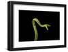 Vine Snake, Mashpi Lodge, Reserva Mashpi Amagusa, Pichincha, Ecuador, South America-Ben Pipe-Framed Photographic Print