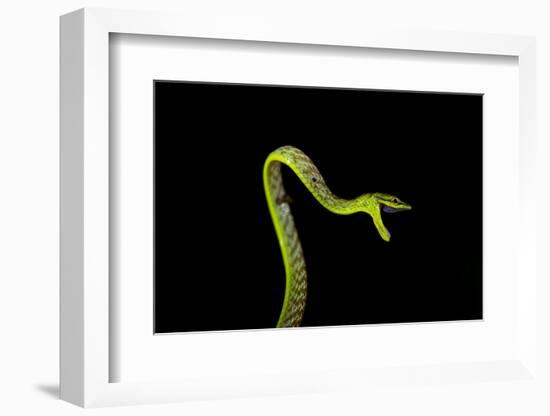 Vine Snake, Mashpi Lodge, Reserva Mashpi Amagusa, Pichincha, Ecuador, South America-Ben Pipe-Framed Photographic Print