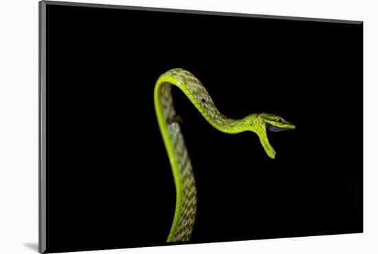 Vine Snake, Mashpi Lodge, Reserva Mashpi Amagusa, Pichincha, Ecuador, South America-Ben Pipe-Mounted Photographic Print