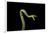 Vine Snake, Mashpi Lodge, Reserva Mashpi Amagusa, Pichincha, Ecuador, South America-Ben Pipe-Framed Photographic Print