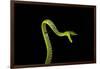 Vine Snake, Mashpi Lodge, Reserva Mashpi Amagusa, Pichincha, Ecuador, South America-Ben Pipe-Framed Photographic Print