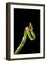 Vine Snake, Mashpi Lodge, Reserva Mashpi Amagusa, Pichincha, Ecuador, South America-Ben Pipe-Framed Photographic Print