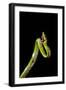 Vine Snake, Mashpi Lodge, Reserva Mashpi Amagusa, Pichincha, Ecuador, South America-Ben Pipe-Framed Photographic Print