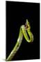 Vine Snake, Mashpi Lodge, Reserva Mashpi Amagusa, Pichincha, Ecuador, South America-Ben Pipe-Mounted Photographic Print