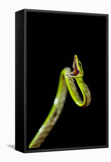 Vine Snake, Mashpi Lodge, Reserva Mashpi Amagusa, Pichincha, Ecuador, South America-Ben Pipe-Framed Stretched Canvas