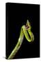 Vine Snake, Mashpi Lodge, Reserva Mashpi Amagusa, Pichincha, Ecuador, South America-Ben Pipe-Stretched Canvas