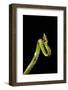 Vine Snake, Mashpi Lodge, Reserva Mashpi Amagusa, Pichincha, Ecuador, South America-Ben Pipe-Framed Photographic Print